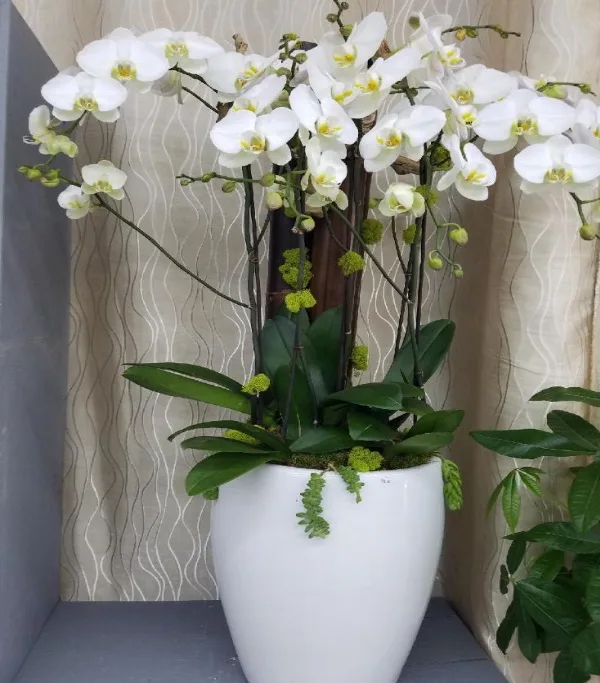 orchid 様 專用 Japanese Orchid Combo - Bloom Bloom Fleur
